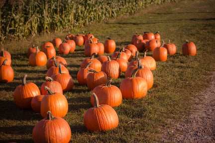 Halloween: trick, treat or harvest?